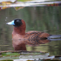 Masked Duck